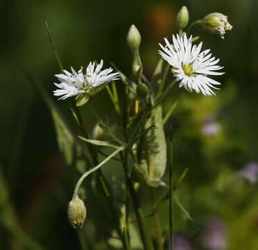 Image of Stellaria radians L.