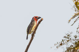 Image of Vieillot's Barbet