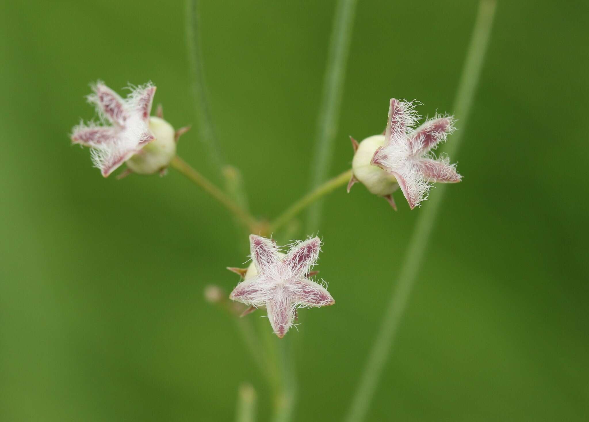 صورة Sisyranthus virgatus E. Mey.