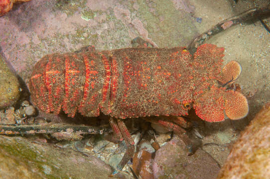 Image of Spanish lobster