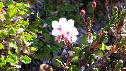 Image of largeflowered wintergreen