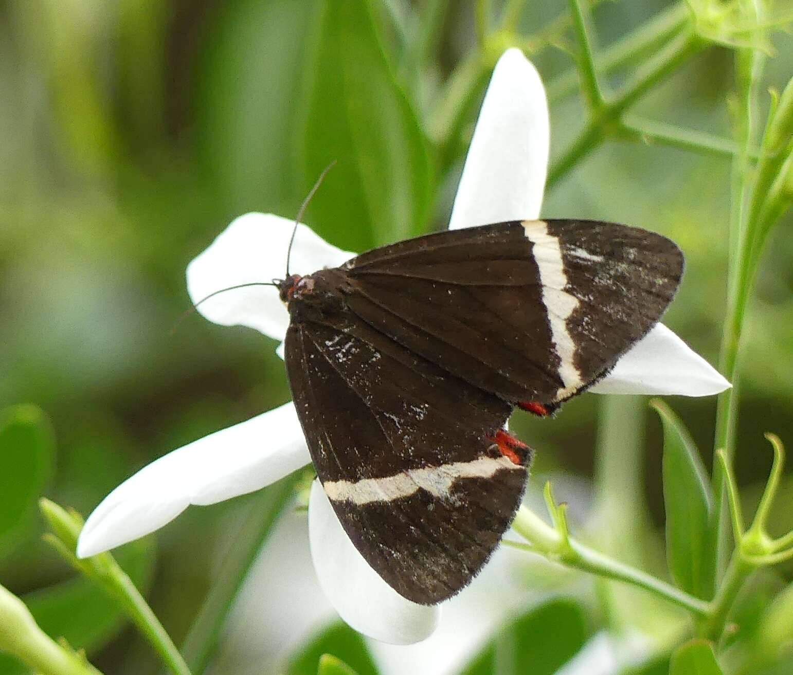 Image of Curoba sangarida Cramer 1781