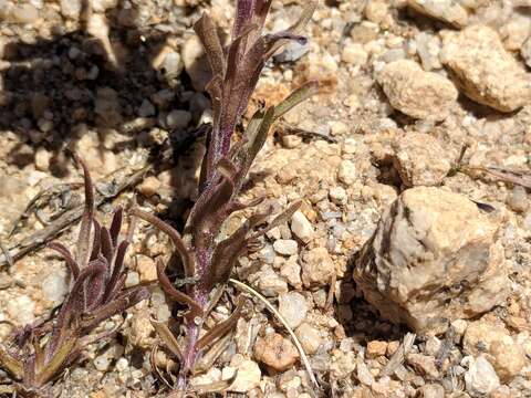 Image de Castilleja praeterita Heckard & Bacigal.