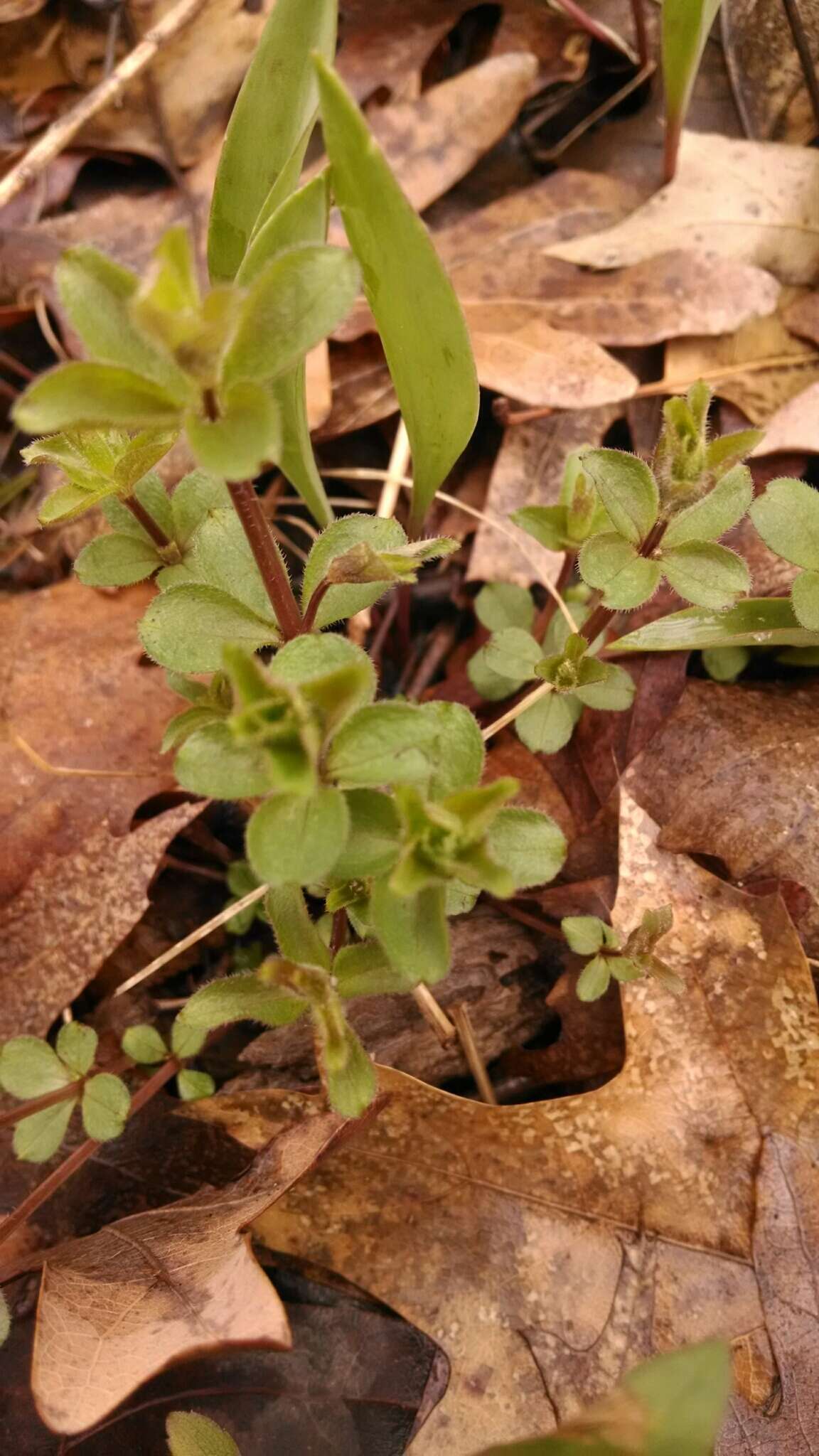 Image of licorice bedstraw