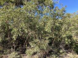 Image of Eucalyptus lateritica M. I. H. Brooker & S. D. Hopper