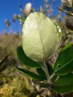 Image of daisy bush