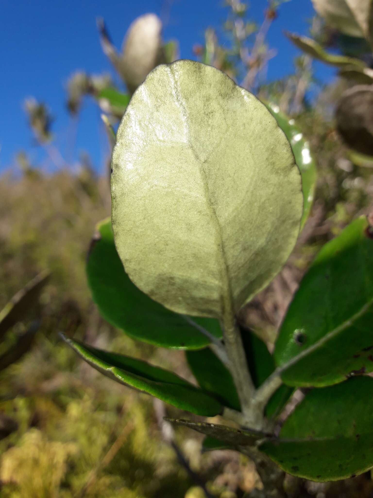 Image of daisy bush