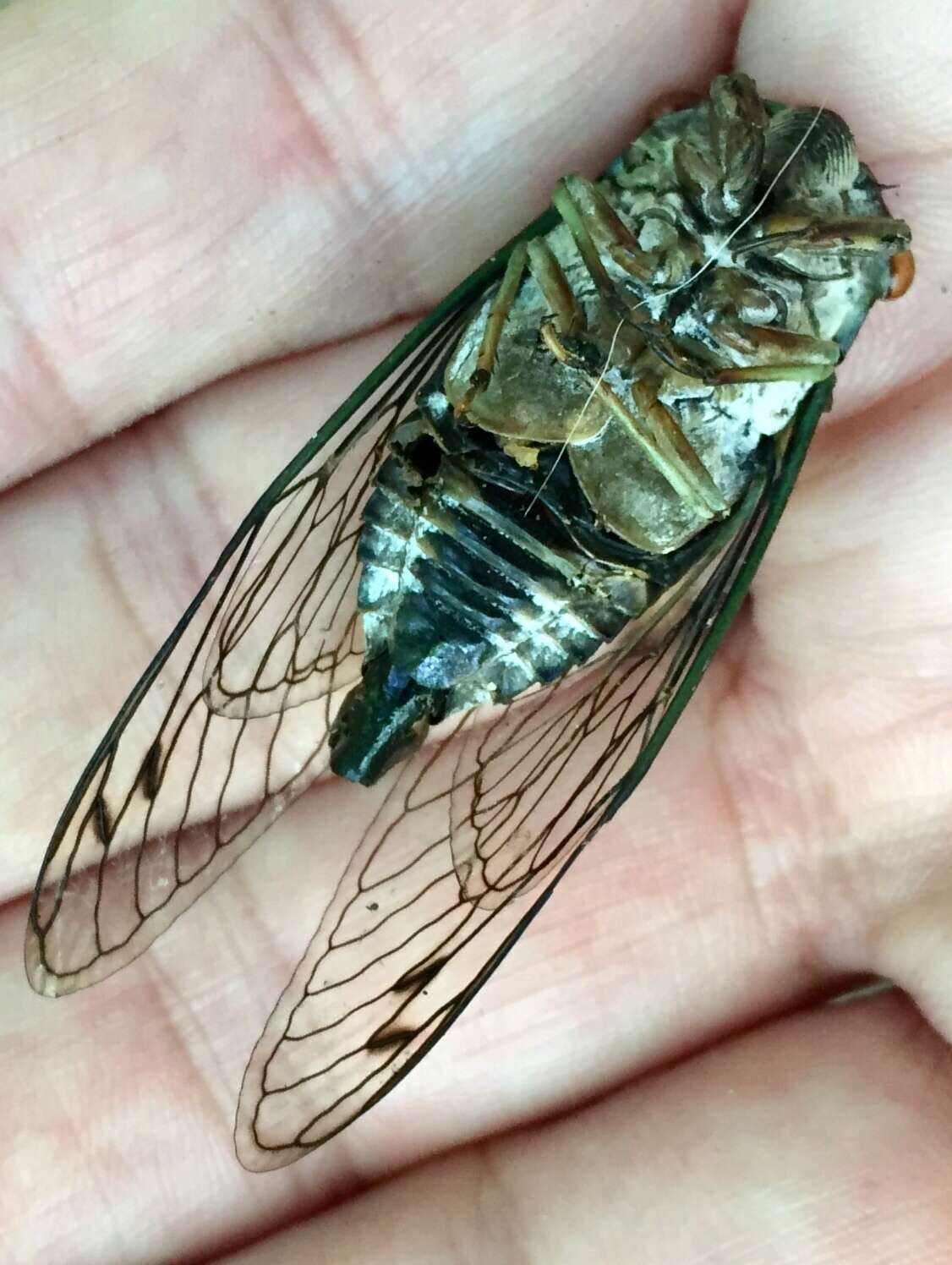 Image of Robinson's Annual Cicada