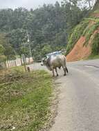 Image of zebu cattle