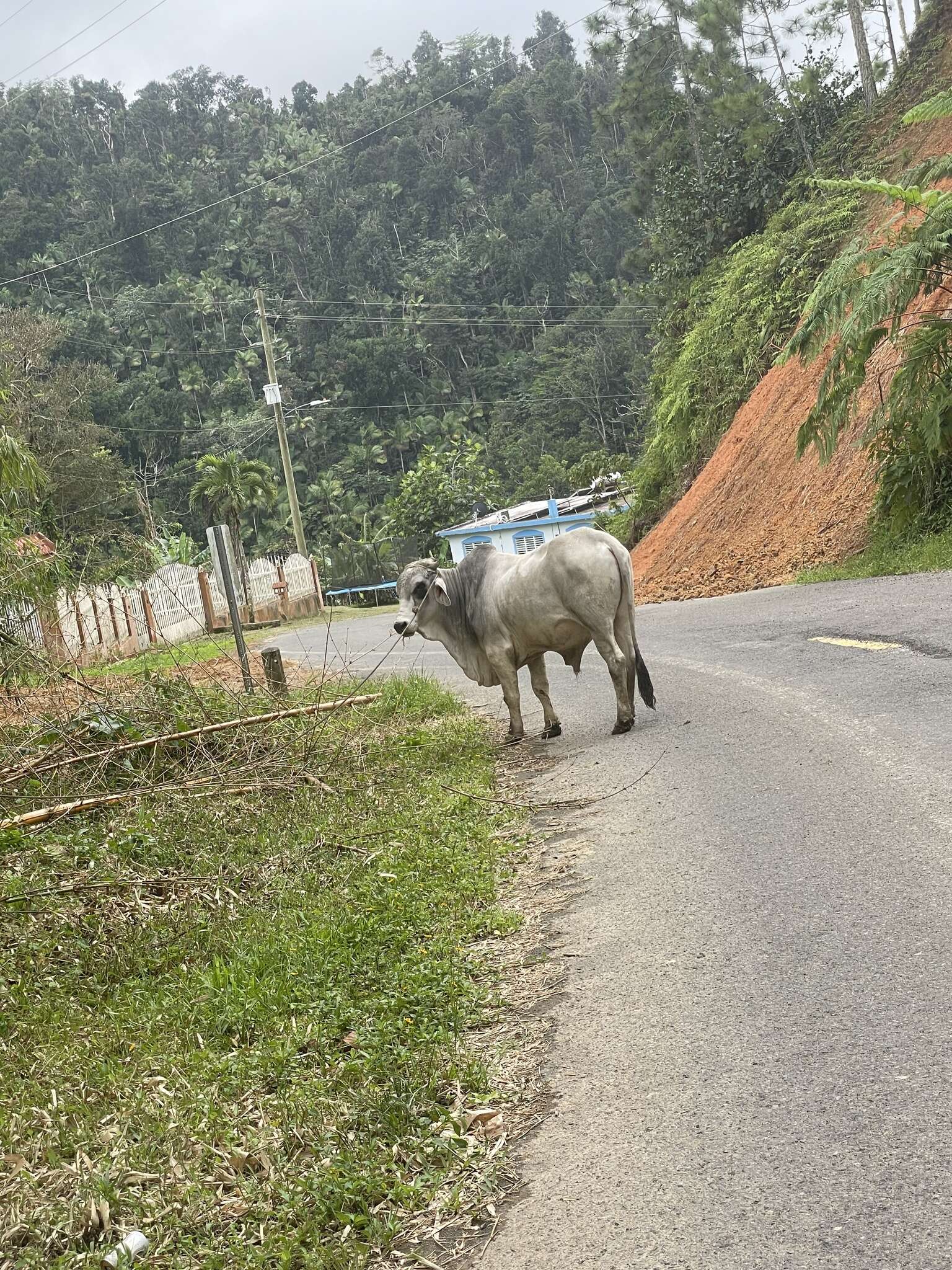 Image of zebu cattle