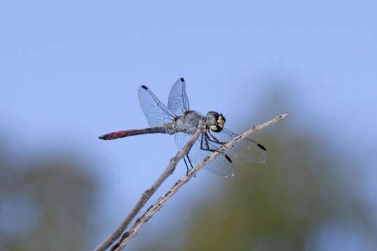 Image of Notolibellula Theischinger & Watson 1977