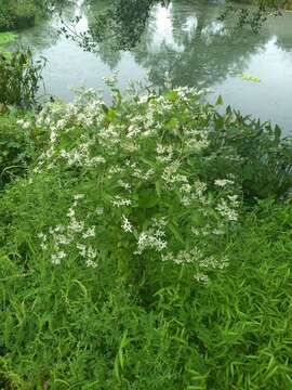 Image of annual ragweed