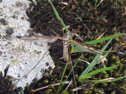 Tipula (Acutipula) vittata Meigen 1804的圖片