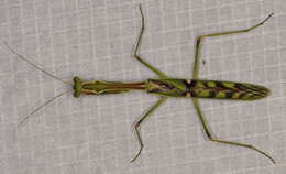 Image of African praying mantis