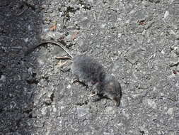 Image of Alpine Shrew