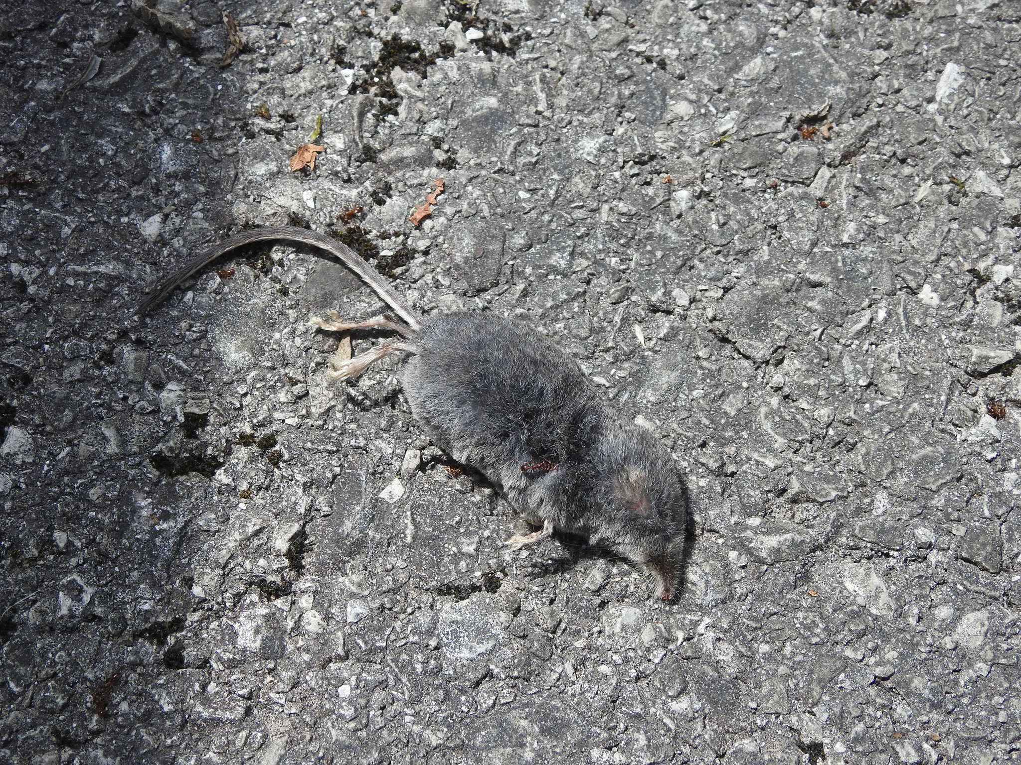 Image of Alpine Shrew