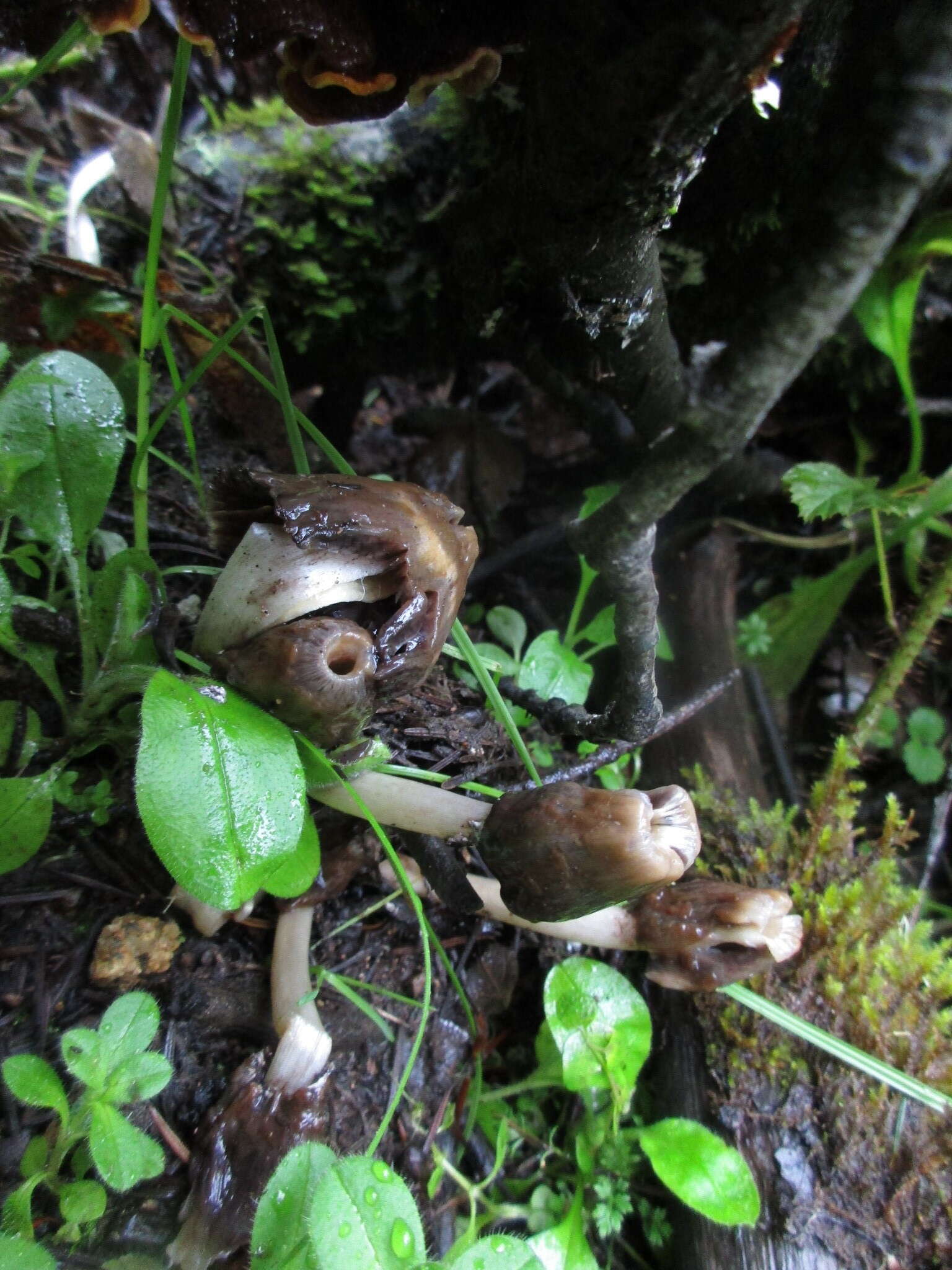 Image of Thimble morel