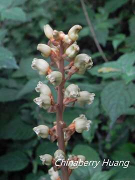 Image of Tall Gastrodia