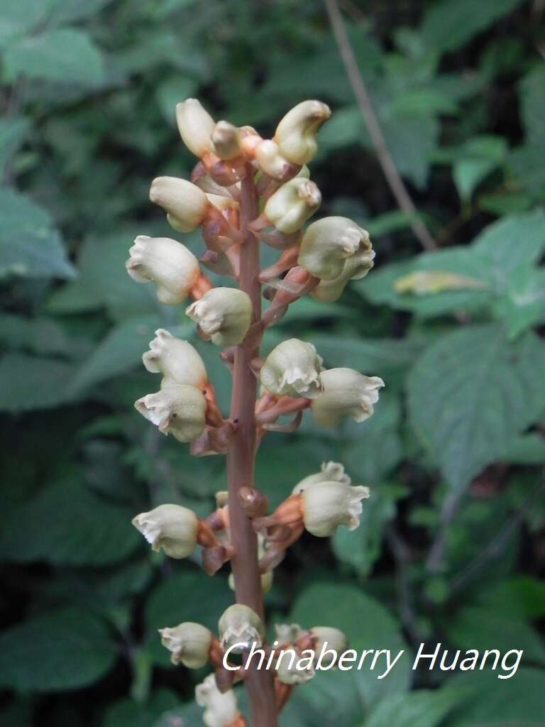 Image of Tall Gastrodia