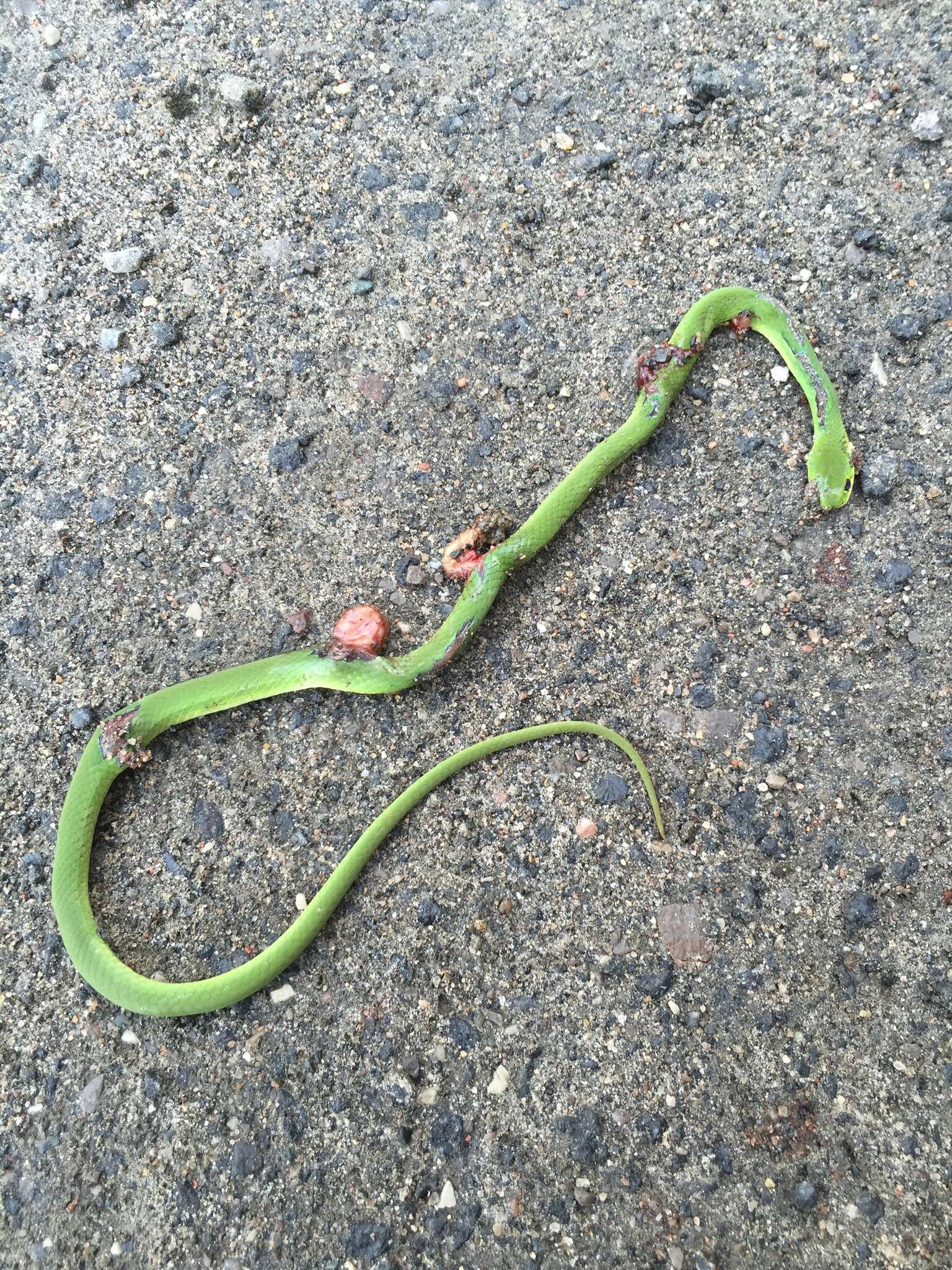 Image of Smooth Green Snake