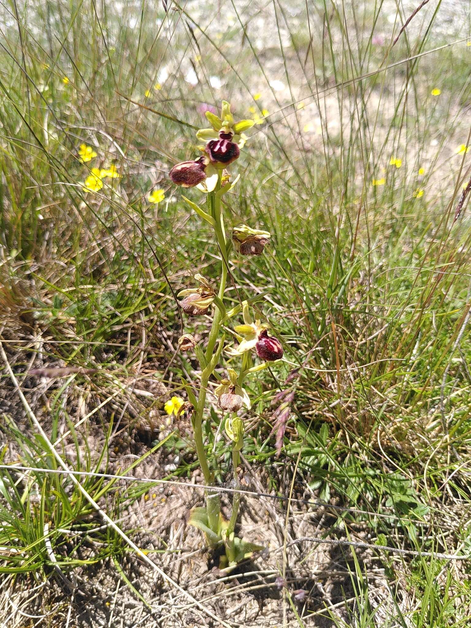 Image of Ophrys sphegodes subsp. passionis (Sennen) Sanz & Nuet