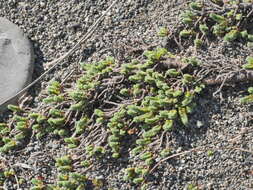 Image of Pimelea carnosa C. J. Burrows