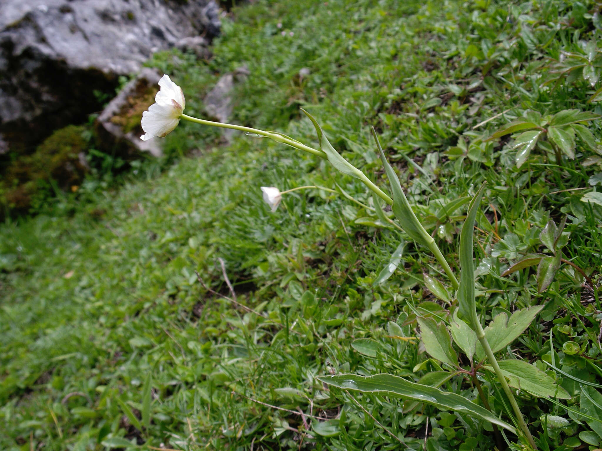 صورة Ranunculus amplexicaulis L.