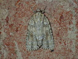 Image of Exiled Dagger Moth