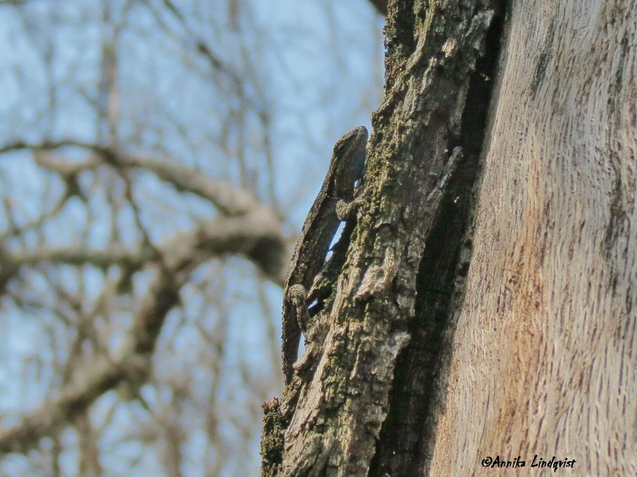 Image of Texas Tree Lizard
