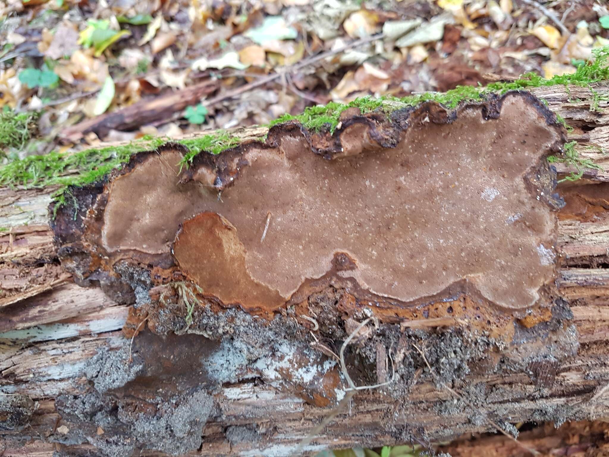 Image of Phellopilus