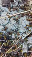 Image of granular trapeliopsis lichen