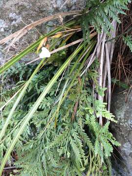 Image of Libertia ixioides (G. Forst.) Spreng.