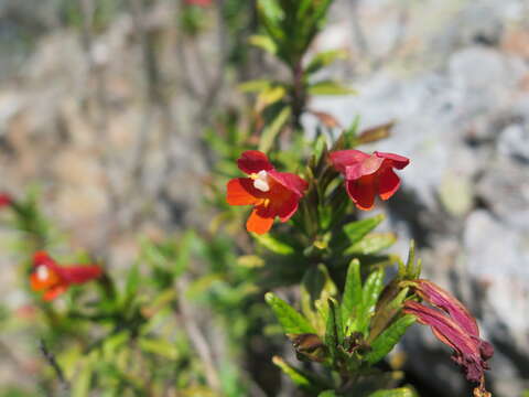 Imagem de Diplacus parviflorus Greene