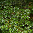 Image of Perkinsiodendron macgregorii (Chun) P. W. Fritsch