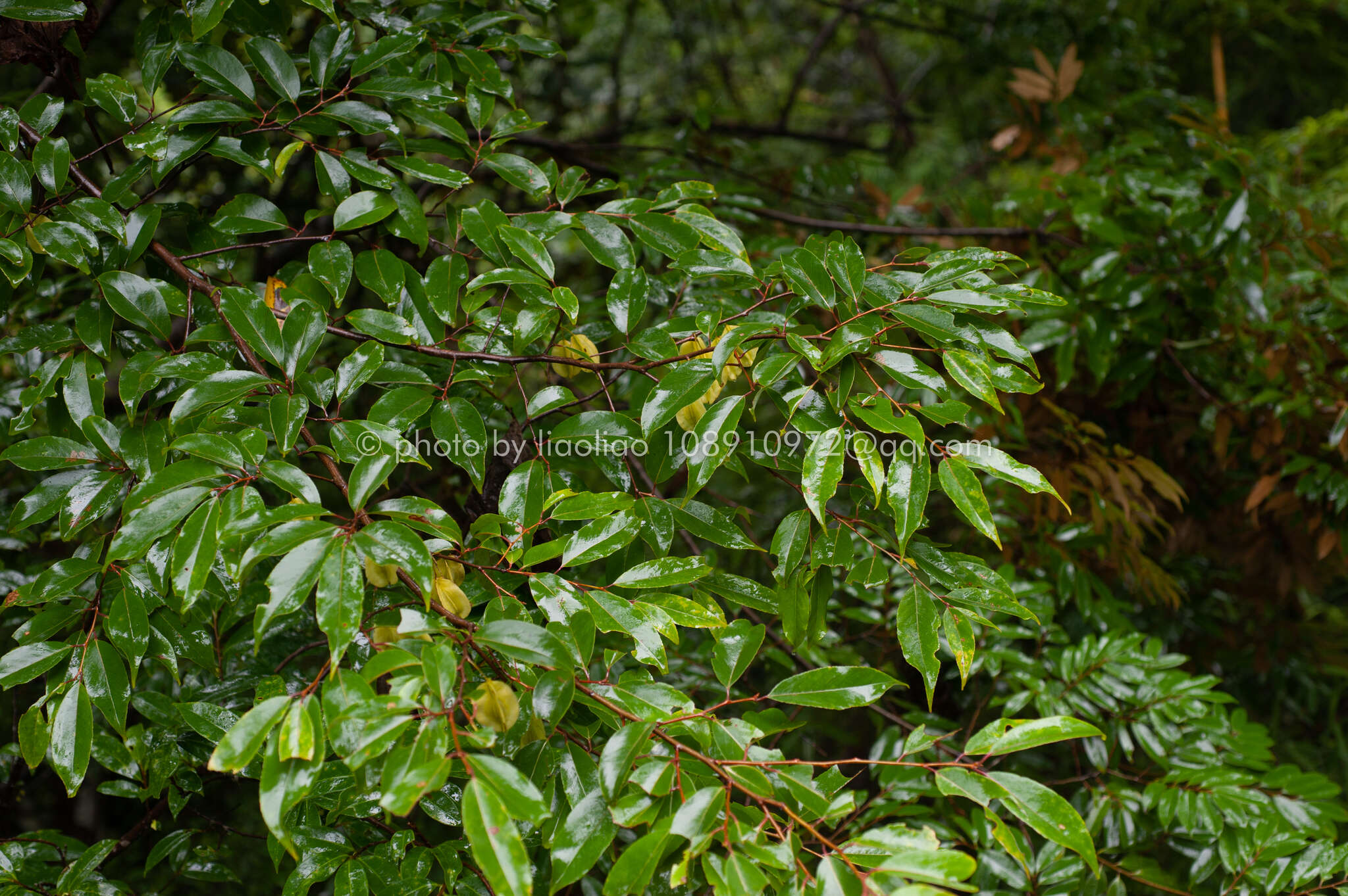 Image of Perkinsiodendron