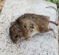 Image of Eastern Harvest Mouse