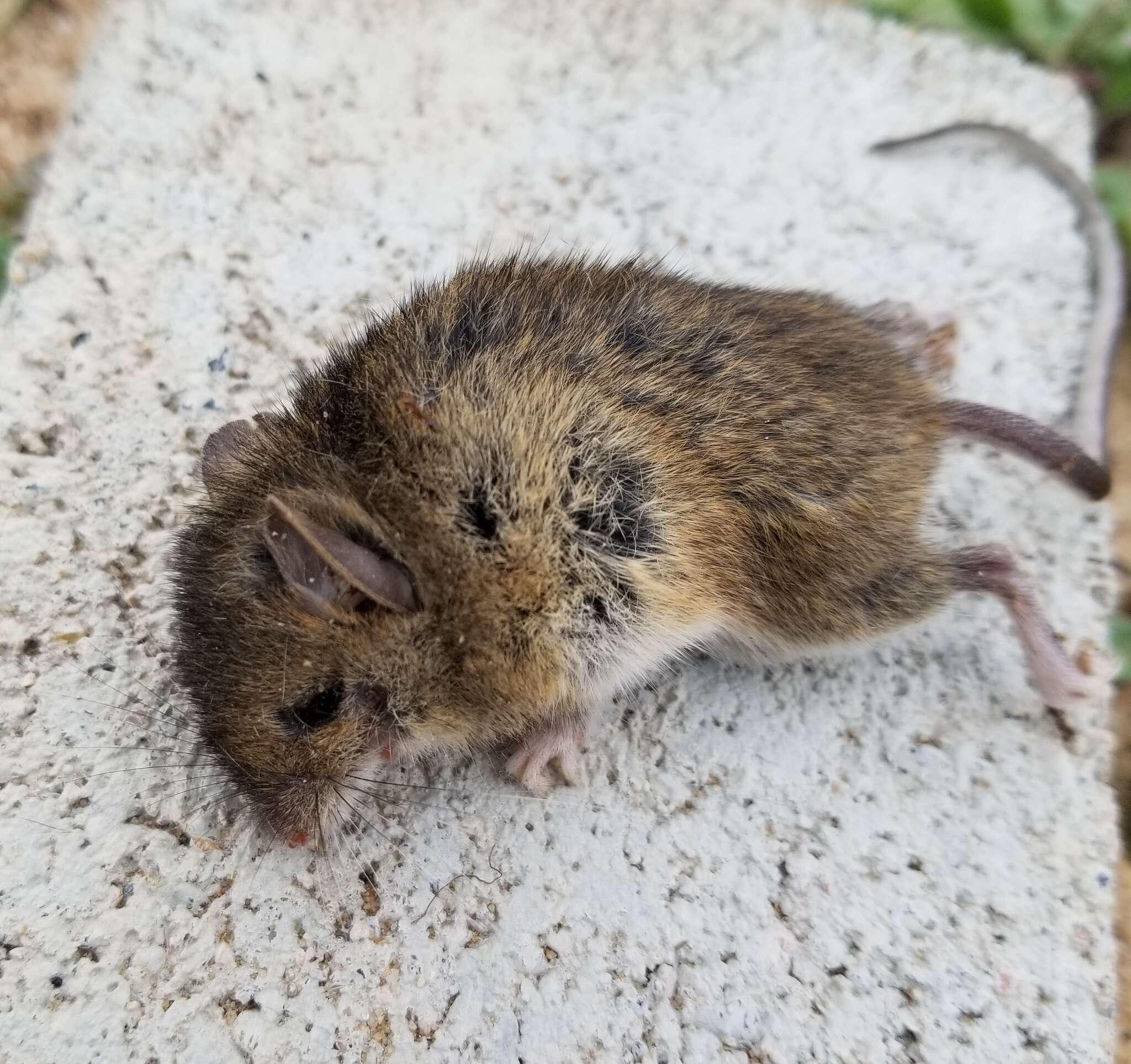 Image of Eastern Harvest Mouse