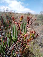 Imagem de Ruschia multiflora (Haw.) Schwant.