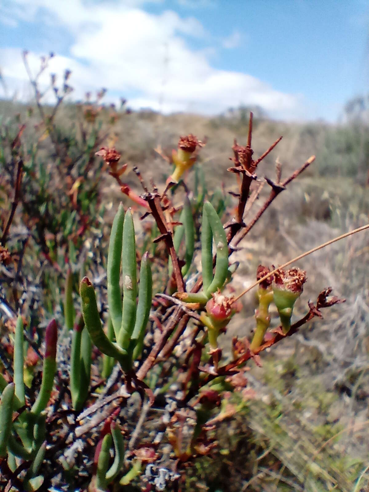 Imagem de Ruschia multiflora (Haw.) Schwant.