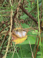 Image of Anartia jatrophae guantanamo Munroe 1942