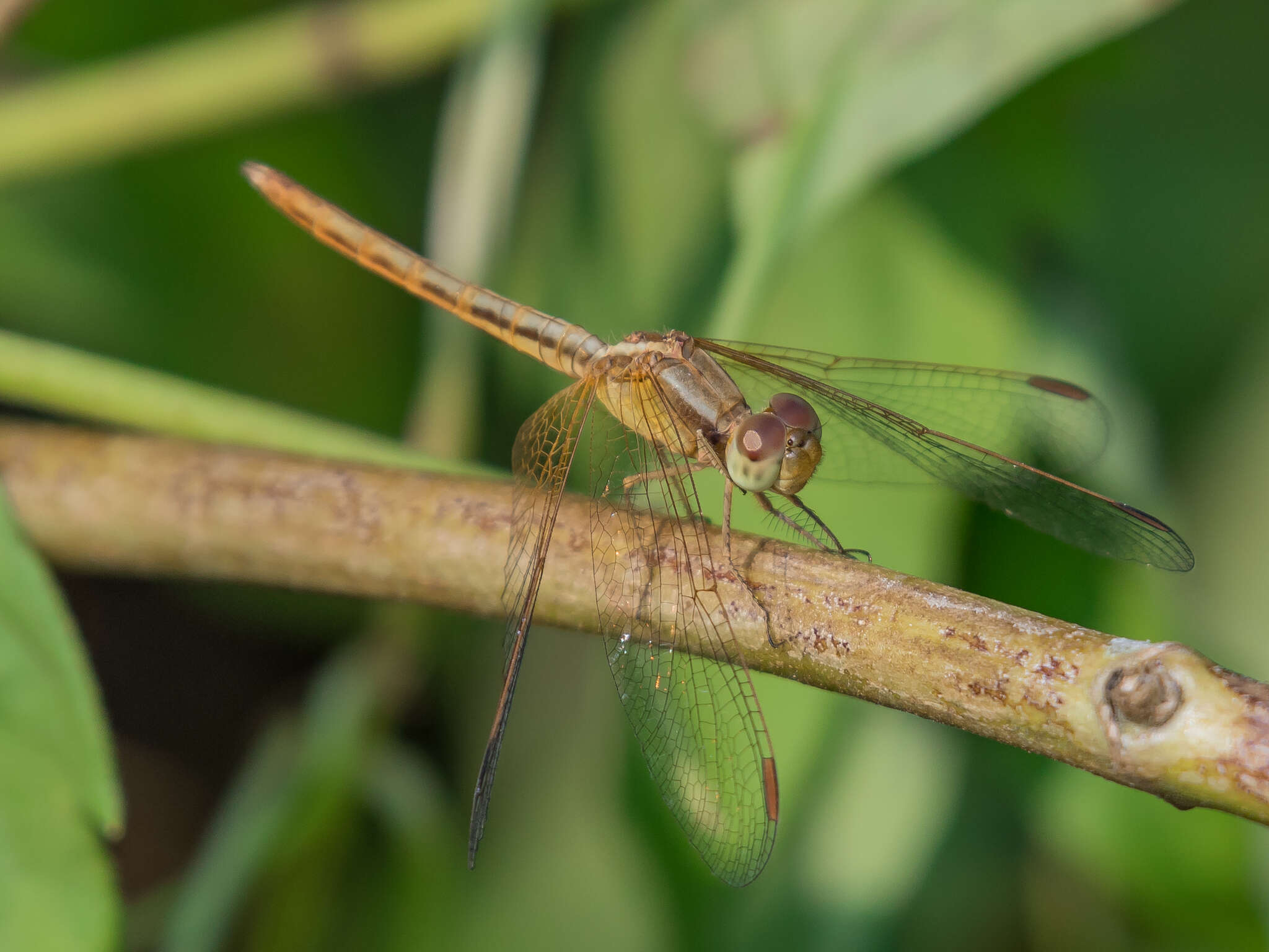 Image of Neurothemis intermedia Rambur 1842