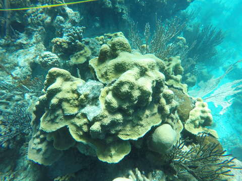 Image of Mountainous Star Coral