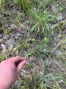 Image of claspingleaf St. Johnswort