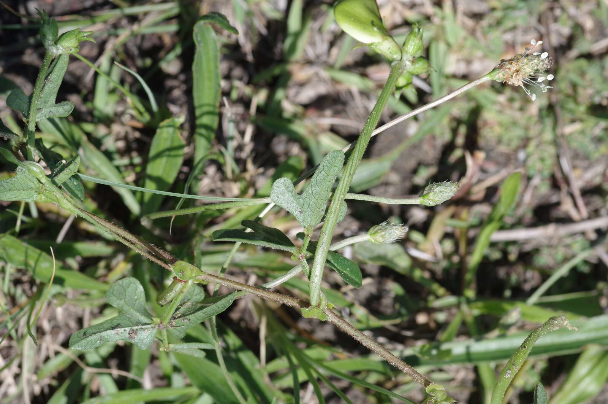 Image of blackeyed pea