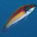 Image of Randall's wrasse