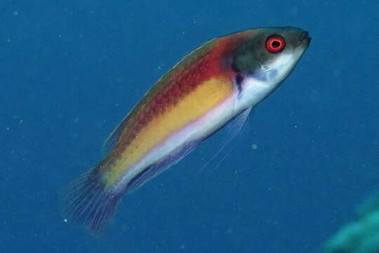 Image of Randall's wrasse