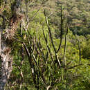 Sivun Samaipaticereus corroanus Cárdenas kuva