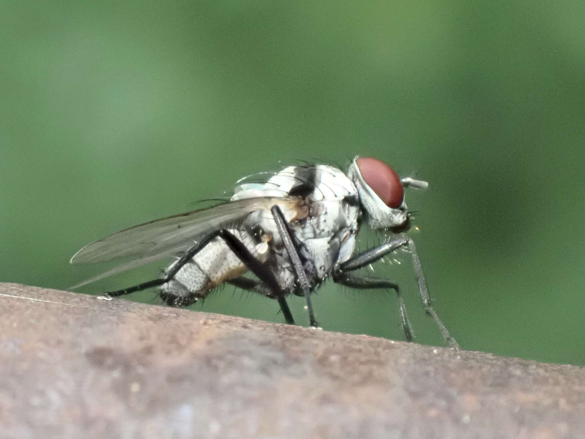 Image of Anthomyia pluvialis (Linnaeus 1758)