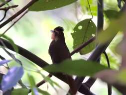 Image of Buff-throated Foliage-gleaner