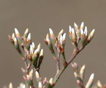 Imagem de Limonium brasiliense (Boiss.) O. Kuntze